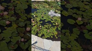 Кабардинка Старый парк. удивительный театр и фонтан-гора