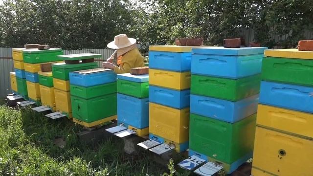 Сколько мёда принесли пчёлы на Урале? смотреть онлайн