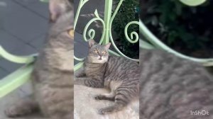 саня и Шурик 12 серия 1 сезона