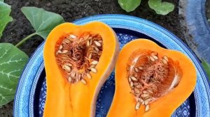 ТЫКВА БАТТЕРНАТ ИЛИ ОРЕХОВОЕ МАСЛО /МУСКАТНЫЙ СОРТ ТЫ?