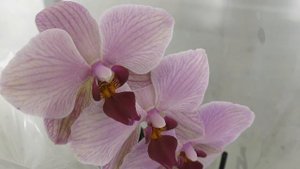 По орхидейным местам. Обзор орхидей в ТЦ "Твой дом"