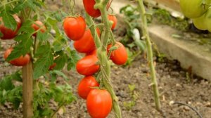 Томат Диаболик