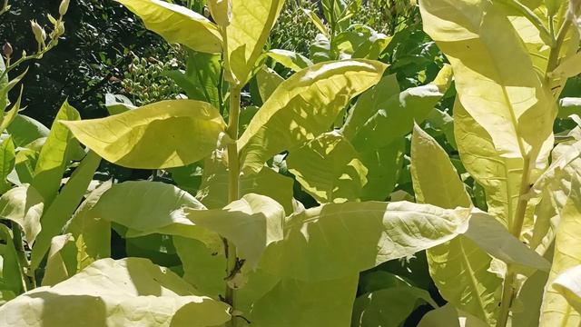 3 месяца роста табака — лист дозрел, говорим о фермент? смотреть онлайн