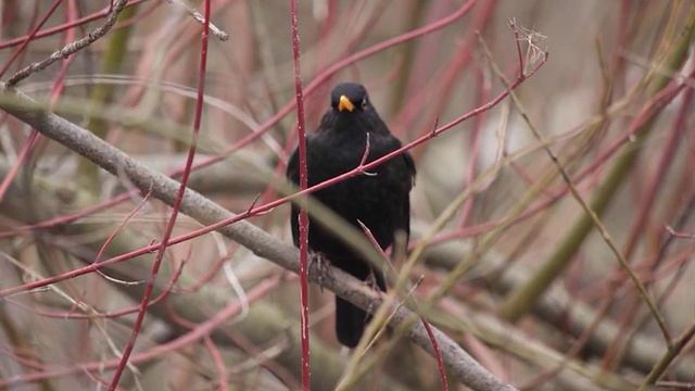 Дрозд в ожидании, когда повесят виноград и яблоки.  21 м? смотреть онлайн