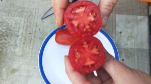 Томат ,Искры пламени,,