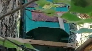 Ловля роев пчел