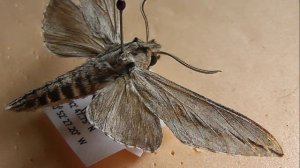 БРАЖНИКИ: 596. Sphinx dollii