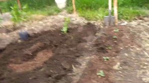 Как лучше посадить смородину.