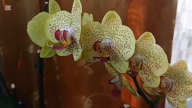 что цветёт на 2 полке смотреть онлайн