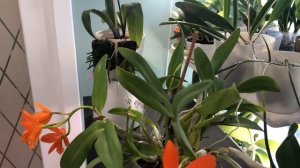 Blc. young-min orange'golden satisfaction' цветение,цикл развития. Что ещ?