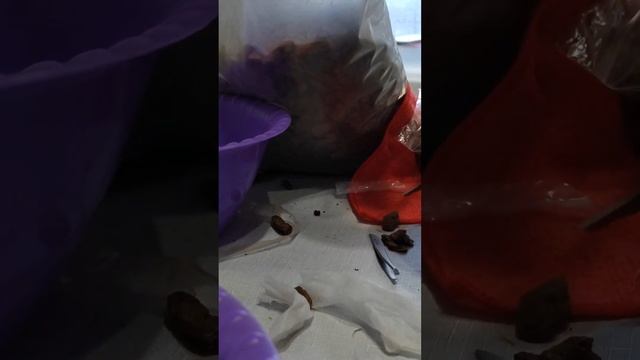 Мой позор 🙈 #орхидея #фаленопсис #замик #зема #замиоку? смотреть онлайн