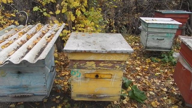 Гнилец и изоляция смотреть онлайн