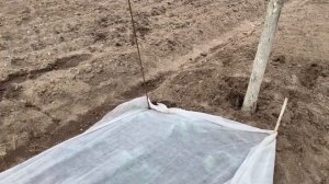 Удобный способ накрывать  укрывным материалом грядки#