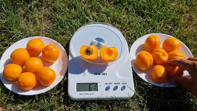 Абрикос Лука .Надранні сорти абрикоса.