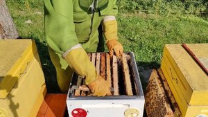 Тестируем плодную матку Карла Пернера F1 (Карника, Трой