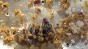 Мой метод борьбы с клещом Варроа.Пчеловодство в Канад?