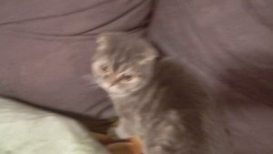 Распаковка лежанки для Мурочки 🥰🐈🐾