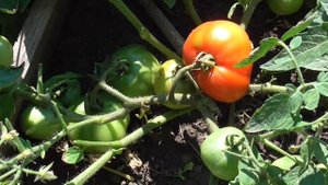 УЛЬТРАСКОРОСПЕЛЫЙ ТОМАТ МОНГОЛЬСКИЙ КАРЛИК. ОБЗОР. Ол