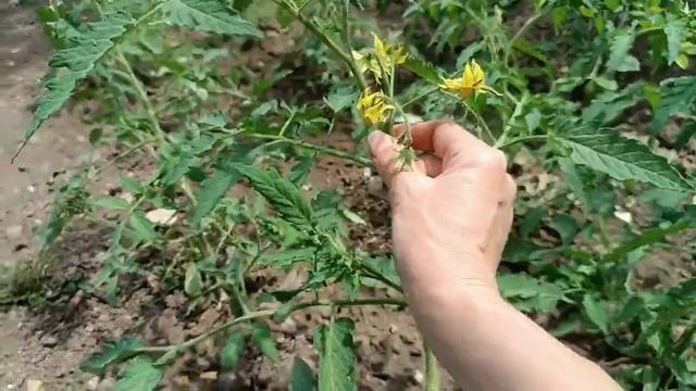 От Этого Зависит Урожай Томатов смотреть онлайн