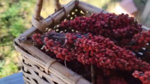 Восточная специя СУМАХ Sharq Ziravorlari sumak