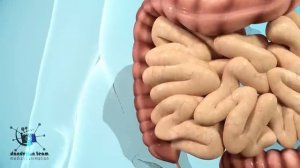 How does your body turn food into the poop Human digestive system(Animation)Dandelion Team