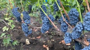 Леон Мийо - ранний устойчивый темно ягодный техническ?