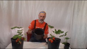 Клубника в горшках: полный гайд по выращиванию на балк