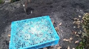 Жертва красоты# Хранение хризантемы- мультифлоры в от?