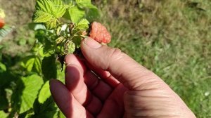 Оранжевая малина - настоящая чудо-ягода