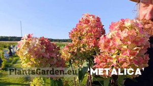 Так выглядит гортензия Металлика в августе — шедевр д