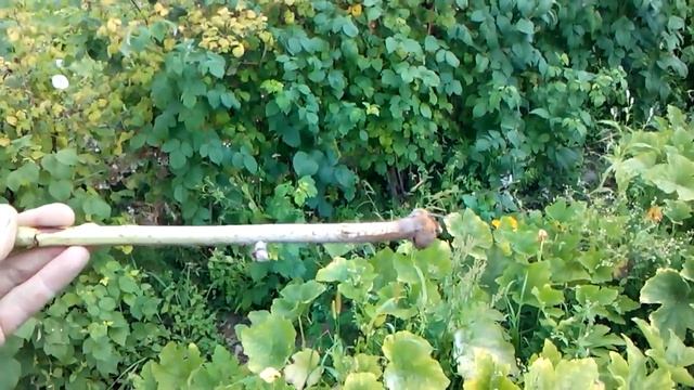 Личинка малинной мухи смотреть онлайн