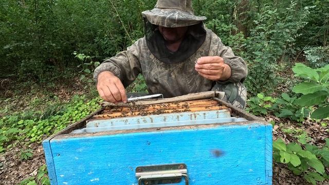 ✅ Замена Старой матки На молодую! 2 Часть! #пчеловодств смотреть онлайн