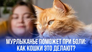 Уникальная способность кошек: как они становятся вашими личными лекарями и уменьшают боль