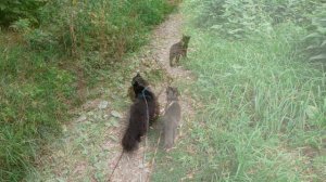 Слайд-шоу. На прогулке котики.