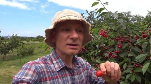 Почему черешня и вишня не червивая и без обработки ?!