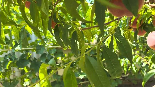 Персиковий сад. Перші плоди. : ШУГАР ТАЙМ, КОНДОР. смотреть онлайн