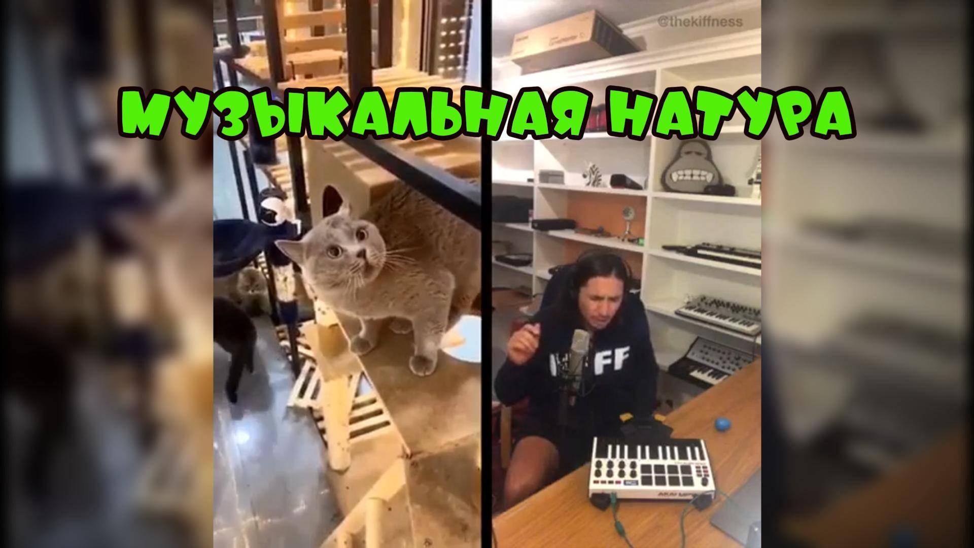 Музыкальная натура #смешныекоты