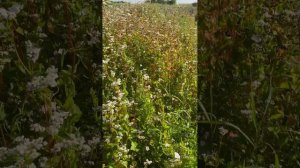 🌾🌾ФАЦЕЛИЯ И ГРЕЧКА ,УЛУЧШАЮТ ПОЧВУ,БОРЕТСЯ С СОРНЯК?