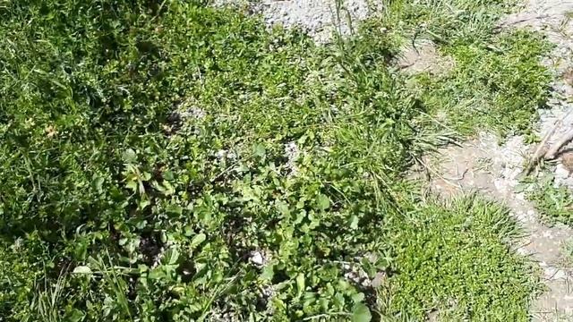 Пермакультура по-французски. Вокруг теплицы. Мороз на? смотреть онлайн