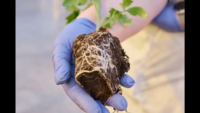 Рассада томата 10 кассета смотреть онлайн