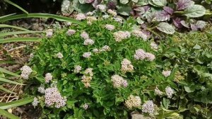 Карликовые кустарники для сада и цветника. Обзор сорт?