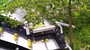 Комбайн для сбора промышленного яблока на переработк?