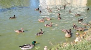 Утренняя прогулка по городскому парку. Кормление уток.