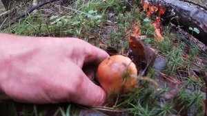 Белые грибы полянами. Нетронутый грибной лес. Фантаст?