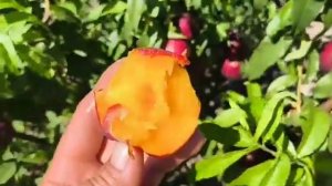 Нектарин Ребус 028. Nectarine Rebus 028. Ранній, смачний, високот?