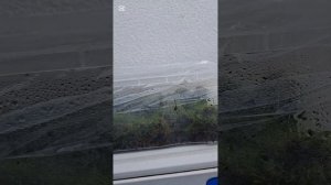 Как сохранить лесной мох в домашних условиях