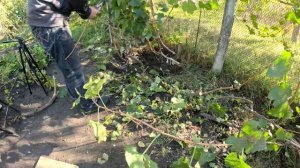 Обрезка винограда осенью для перепрививки весной