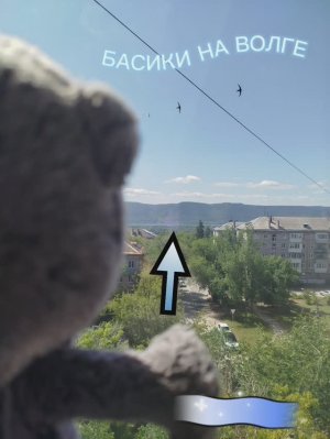 БАСИКИ НА ВОЛГЕ 🌊 #БАСИКИ #КОТ БАСИК#БАСЯТА#