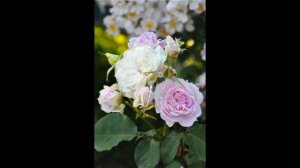 Кирка- сложный путь любви.  Японская роза из рук Таку К?