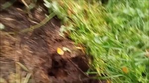 Кладо-поиск. Нарвался на ЖЫР!